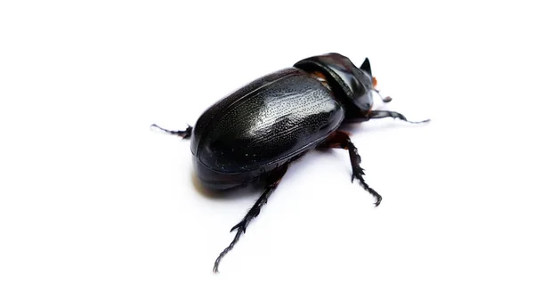 Escarabajo aislado sobre fondo blanco —  Fotos de Stock