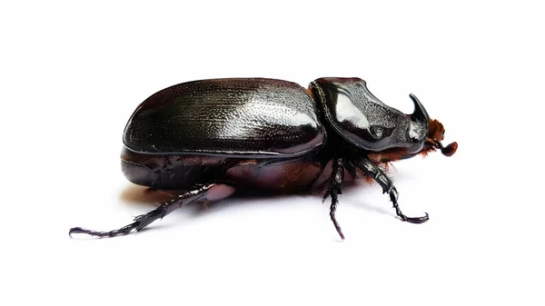 Beetle isolated on white background — Stock Photo, Image