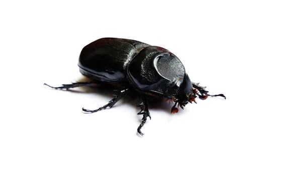 Beetle isolated on white background — Stock Photo, Image