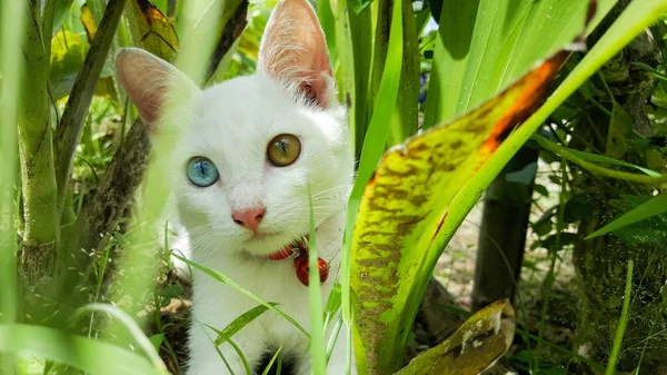 Кошка с двумя глазами голубого и желтого цвета в хворост — стоковое фото