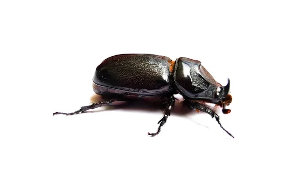 Beetle isolated on white background — Stock Photo, Image