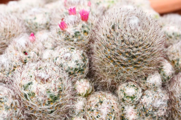 Cactus in cameron highland, malaysia — Stock Photo, Image