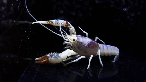 Procambarus clarkii hayalet Tayland — Stok fotoğraf