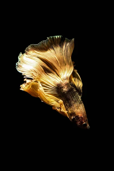 Betta の魚、黒に分離されたタイのシャムの戦いの魚 — ストック写真