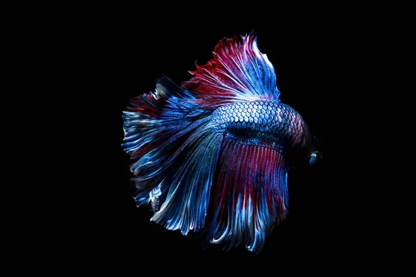 Betta poissons, siamois poissons de combat dans thailand isolé sur noir — Photo