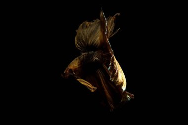 daha iyi balık, siyahta izole Tayland Siyam mücadele balık 