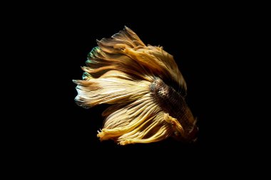 daha iyi balık, siyahta izole Tayland Siyam mücadele balık 