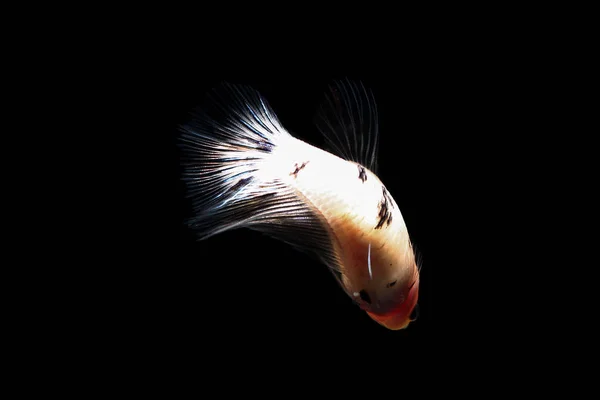 Betta fish, siam fighting fish in thailand isolated on black — Stok Foto