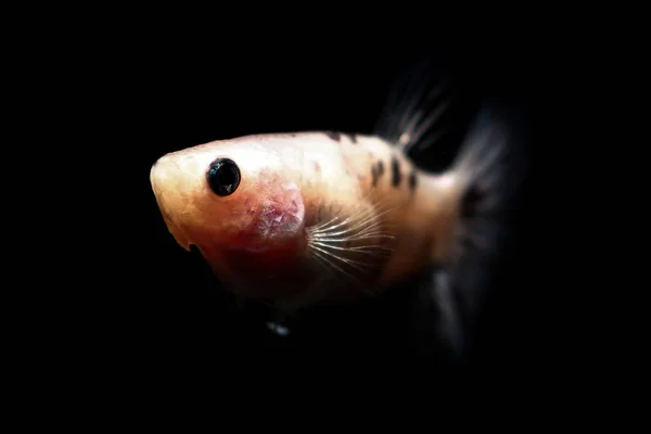 Betta fish, siamesischer Kampffisch in Thailand isoliert auf schwarz — Stockfoto