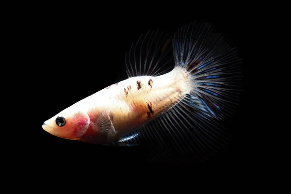 Betta fish, siamese pesce combattente in Thailandia isolato su nero — Foto Stock