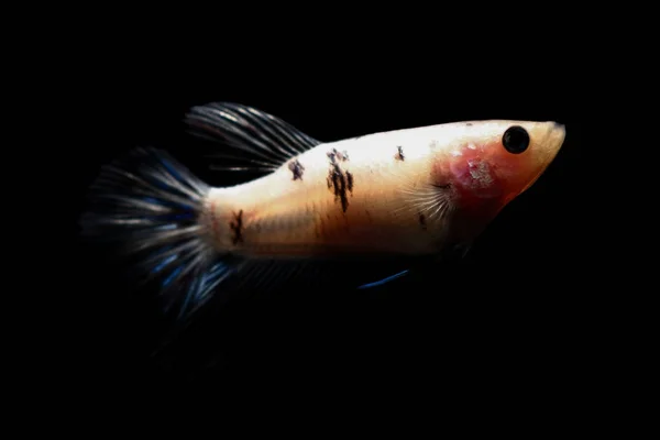 Betta fish, siamesischer Kampffisch in Thailand isoliert auf schwarz — Stockfoto