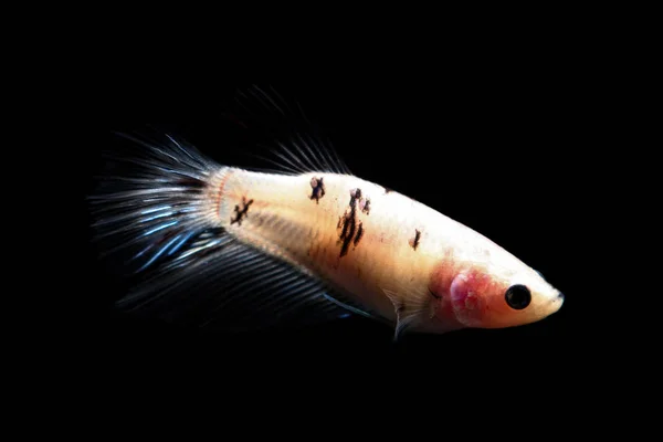 Betta fish, siamesischer Kampffisch in Thailand isoliert auf schwarz — Stockfoto