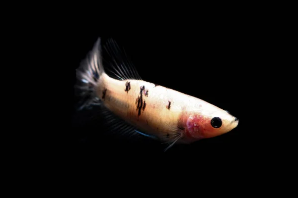 Daha iyi balık, siyahta izole Tayland Siyam mücadele balık — Stok fotoğraf