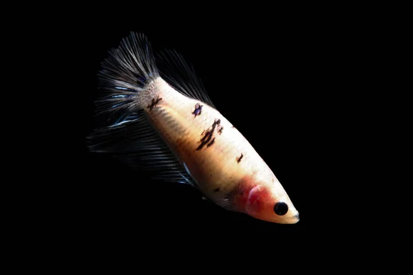 Betta fish, siamese pesce combattente in Thailandia isolato su nero — Foto Stock