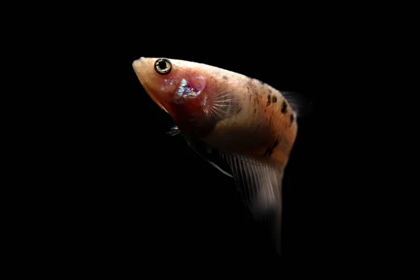 Betta の魚、黒に分離されたタイのシャムの戦いの魚 — ストック写真