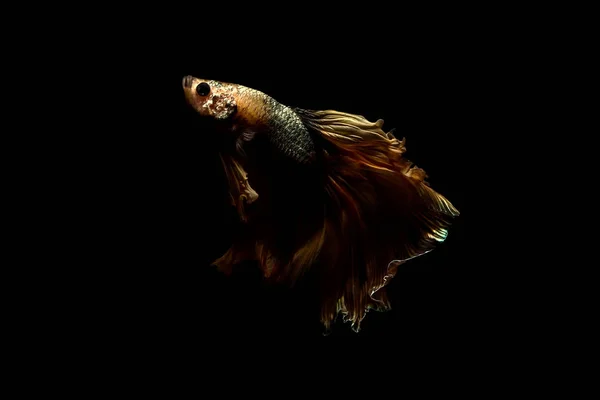 Pez betta, pez siamés de combate en Tailandia aislado en negro —  Fotos de Stock