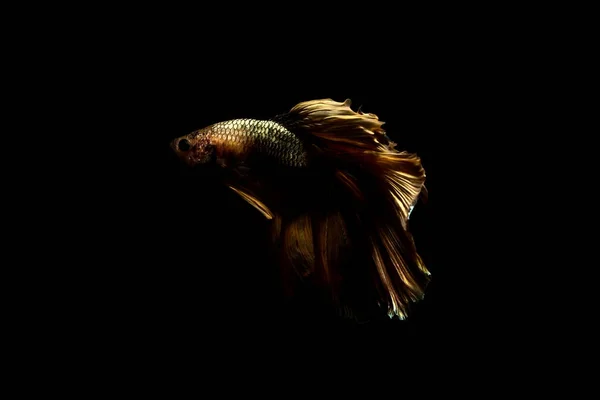 Betta の魚、黒に分離されたタイのシャムの戦いの魚 — ストック写真