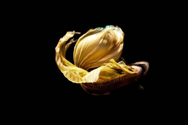 daha iyi balık, siyahta izole Tayland Siyam mücadele balık 