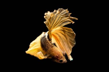 daha iyi balık, siyahta izole Tayland Siyam mücadele balık 