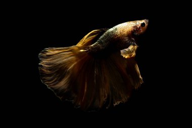 daha iyi balık, siyahta izole Tayland Siyam mücadele balık 