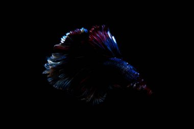 daha iyi balık, siyahta izole Tayland Siyam mücadele balık 