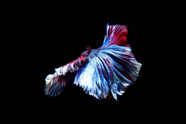 daha iyi balık, siyahta izole Tayland Siyam mücadele balık 