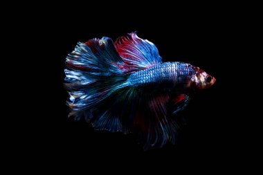 daha iyi balık, siyahta izole Tayland Siyam mücadele balık 