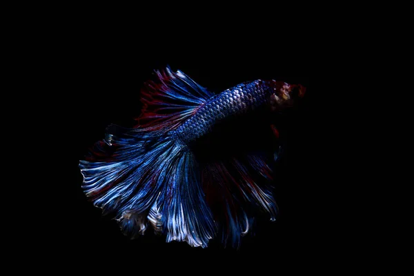 Betta fish, siamese fighting fish in thailand isolated on black — Stock Photo, Image