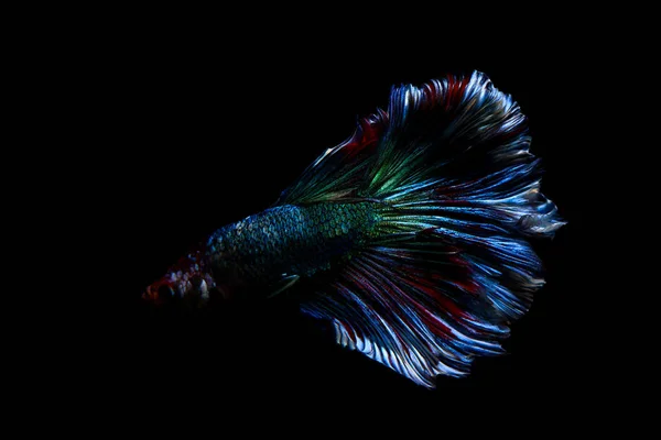 betta fish, siamese fighting fish in thailand isolated on black