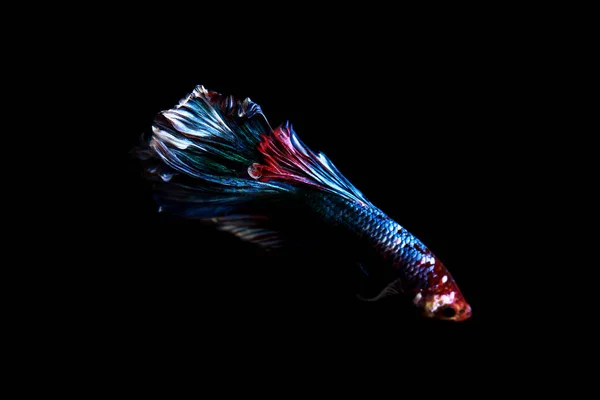 Betta poissons, siamois poissons de combat dans thailand isolé sur noir — Photo