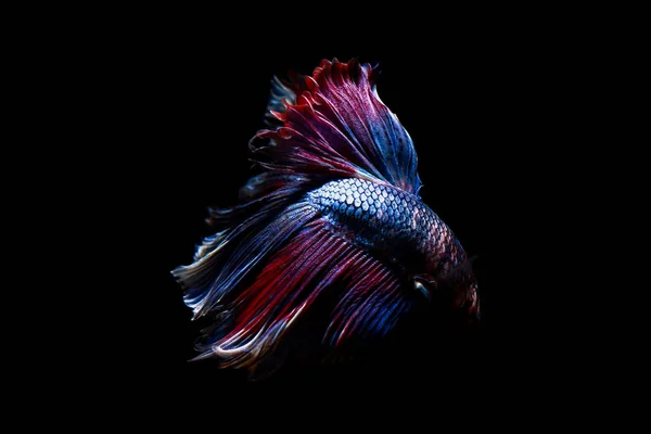 Betta fish, siamese fighting fish in thThailand isolated on black — стоковое фото