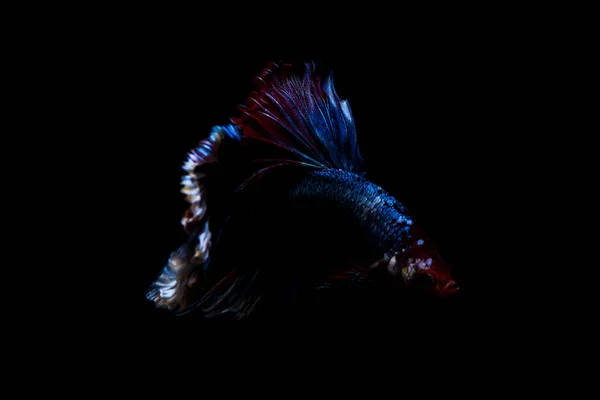 betta fish, siamese fighting fish in thailand isolated on black