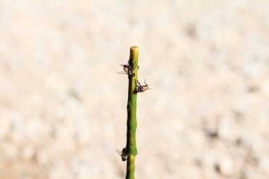 tutkal ile yapışkan sinek tuzakları