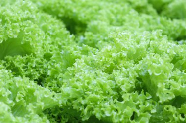 cameron highland, Malezya Hydroponics kullanarak yetiştirilen sebzeler