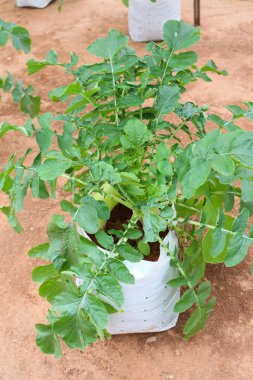 cameron highland, Malezya içinde turp