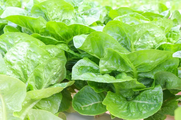 Vegetables grown using hydroponics in cameron highland, malaysia — Stock Photo, Image