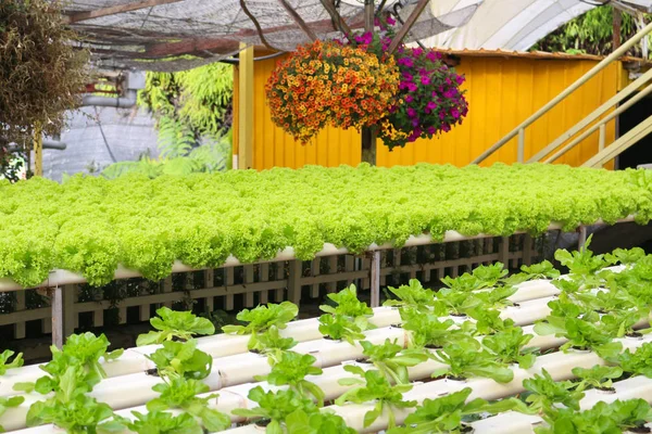 Hortalizas cultivadas con hidroponía en las tierras altas de Cameron, Malasia — Foto de Stock