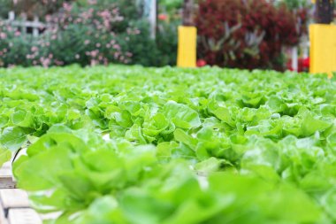 cameron highland, Malezya Hydroponics kullanarak yetiştirilen sebzeler