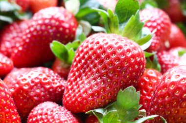 çiftlik taze çilek