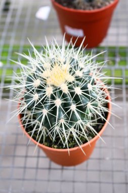 kaktüs cameron highland, Malezya