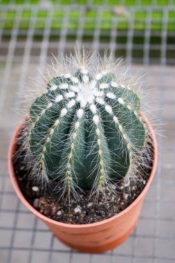 kaktüs cameron highland, Malezya