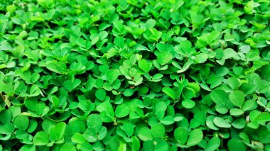 yeşil çim doğa arka plan, desmodium triflorum