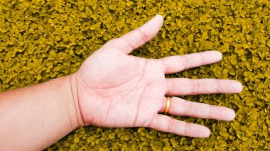 Sarı altın rengi çim zemin, desmodium üzerine el ile rahatlayın