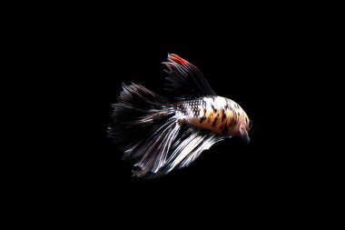 Beta balığı ve siyam savaşçısı balıklar siyah arka planda izole edilmiş.