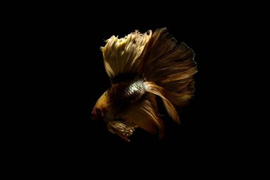 daha iyi balık, siyahta izole Tayland Siyam mücadele balık 