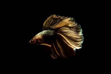 daha iyi balık, siyahta izole Tayland Siyam mücadele balık 