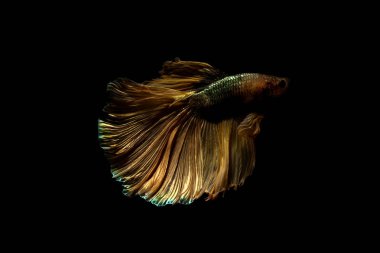 daha iyi balık, siyahta izole Tayland Siyam mücadele balık 