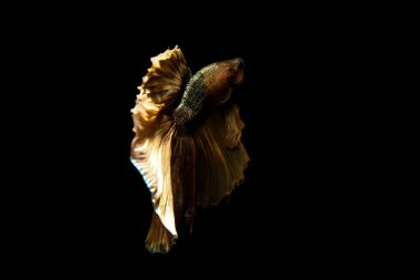 daha iyi balık, siyahta izole Tayland Siyam mücadele balık 