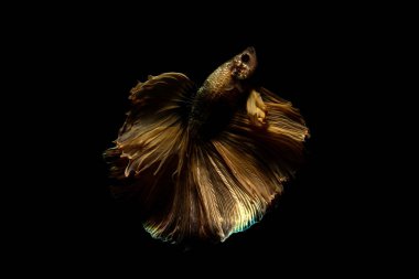 daha iyi balık, siyahta izole Tayland Siyam mücadele balık 