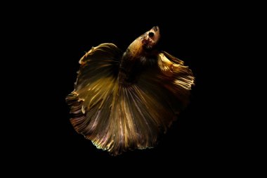 daha iyi balık, siyahta izole Tayland Siyam mücadele balık 